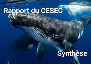 CESEC rapport océan